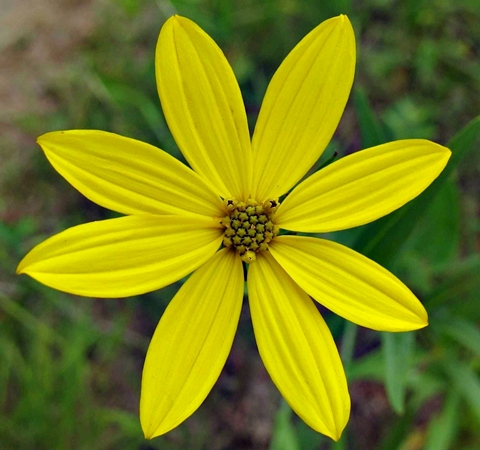 {Coreopsis major}